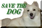 今の日本のペット社会が抱える多くの問題に目を向けていきませんか？Save The Dog(札幌)